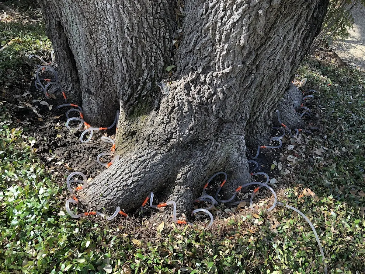 Detailed Tree Cabling and Bracing job site in Pickens