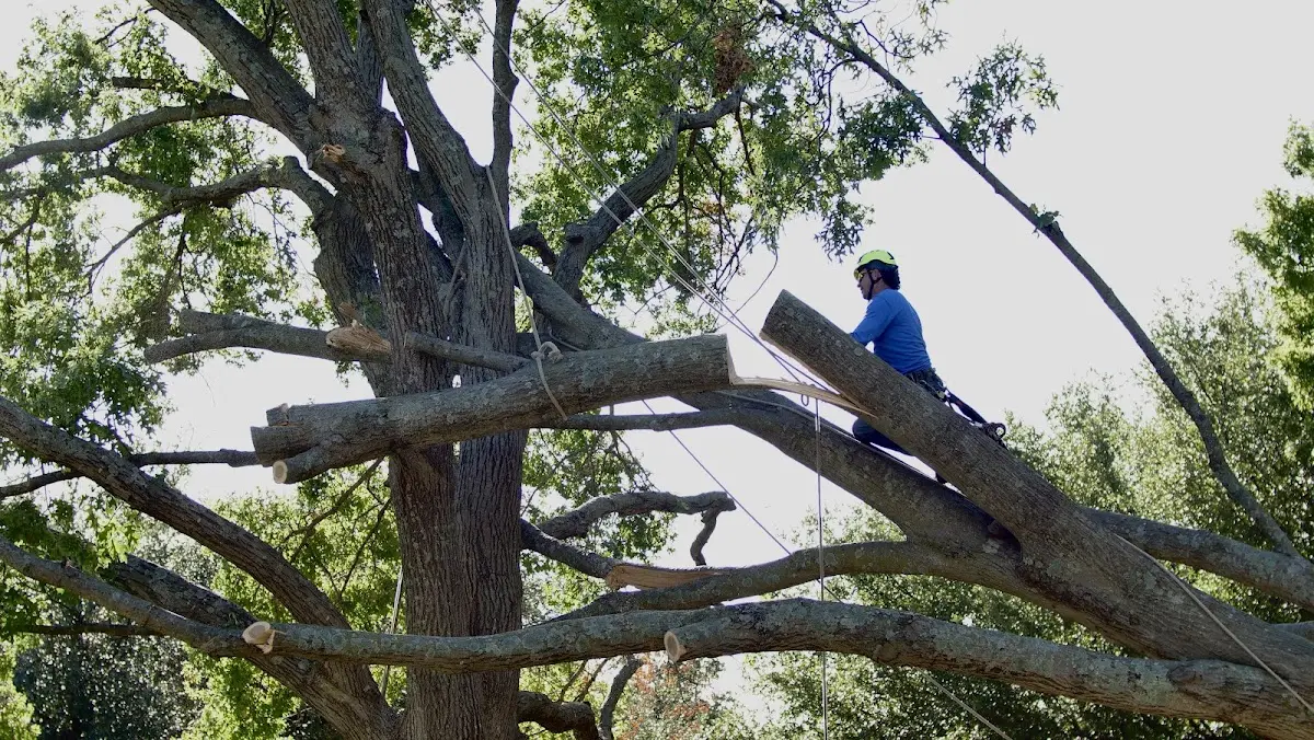 Professional Crown Thinning performed by certified arborists in Pickens